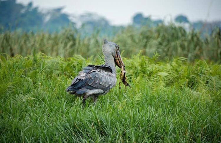 Shoebill in Mabamba Swamp